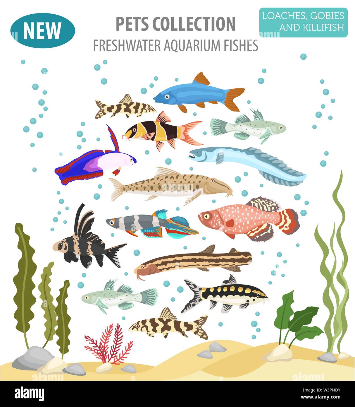 Freshwater aquarium fishes breeds icon set flat style isolated on white. Loaches, gobies, killifishes. Create own infographic about pets. Vector illus Stock Vector