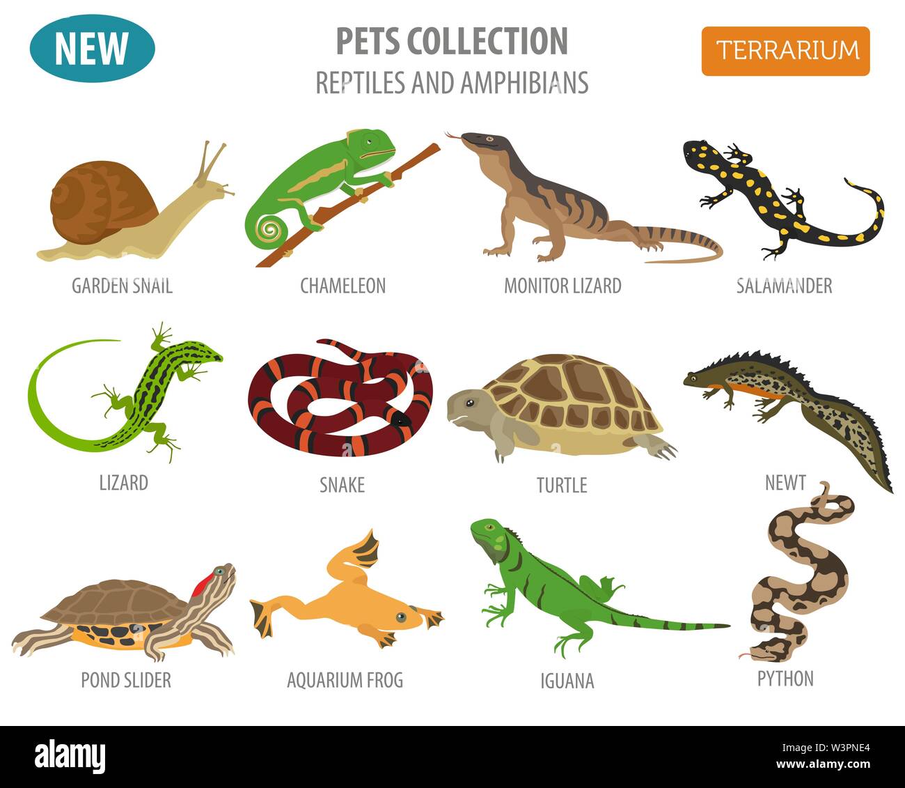 Pet reptiles and amphibians icon set flat style isolated on white. House  keeping this animals collection. Create own infographic about pets. Vector  il Stock Vector Image & Art - Alamy