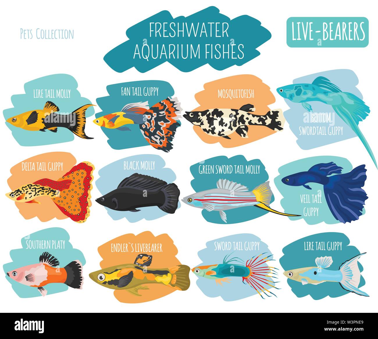 Freshwater fishes breeds icon set flat style isolated on white. Live