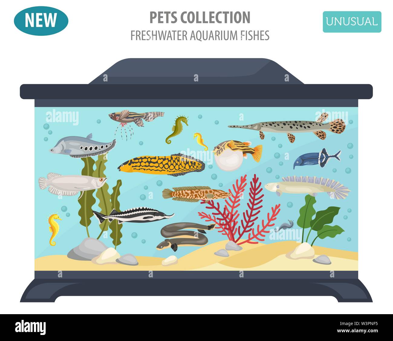 Unusual freshwater aquarium fish breeds icon set flat style isolated on ...