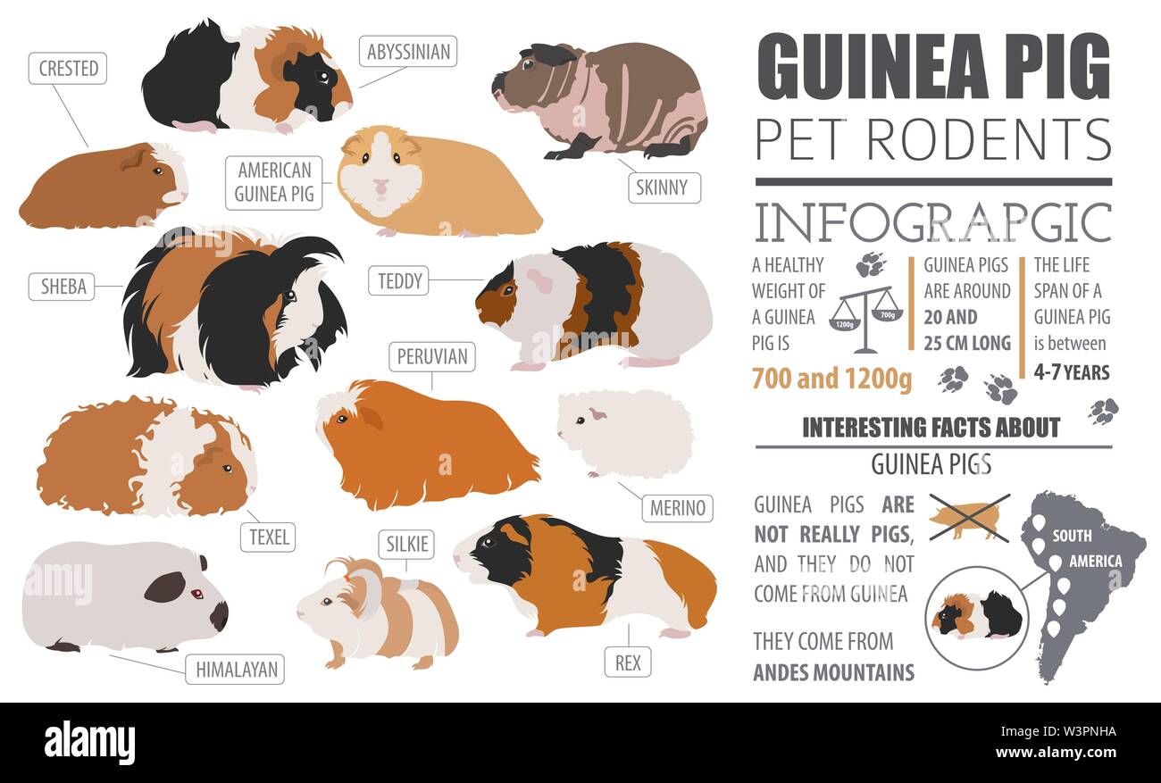 Type of hotsell guinea pig breed