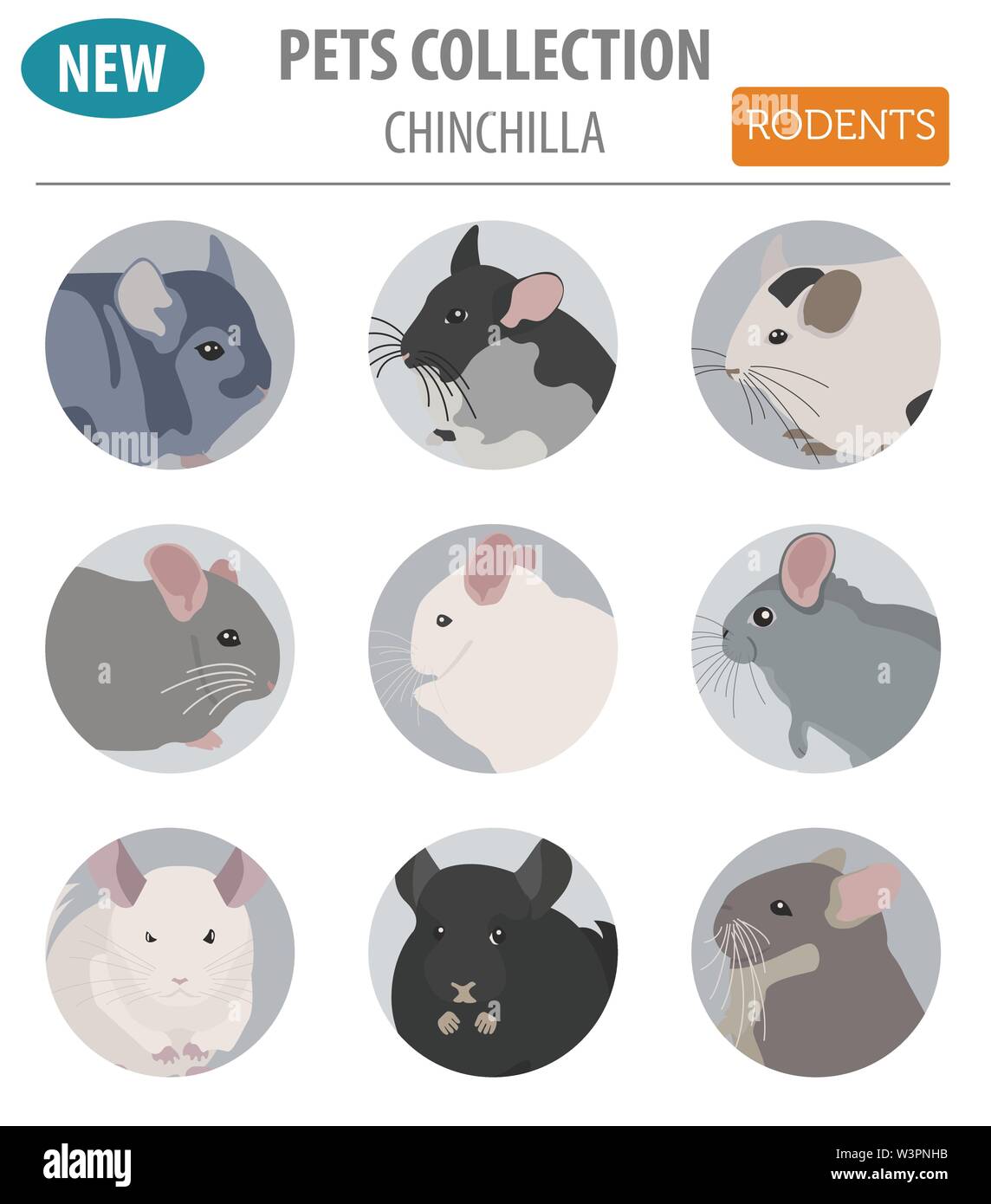 chinchilla-breeds-icon-set-flat-style-isolated-on-white-pet-rodents