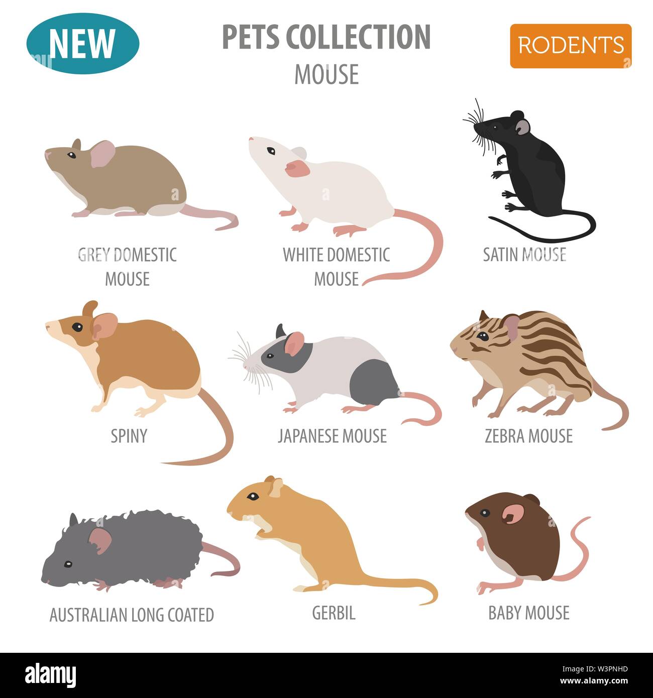 Best Pet Rat Mouse At Dustin Richards Blog