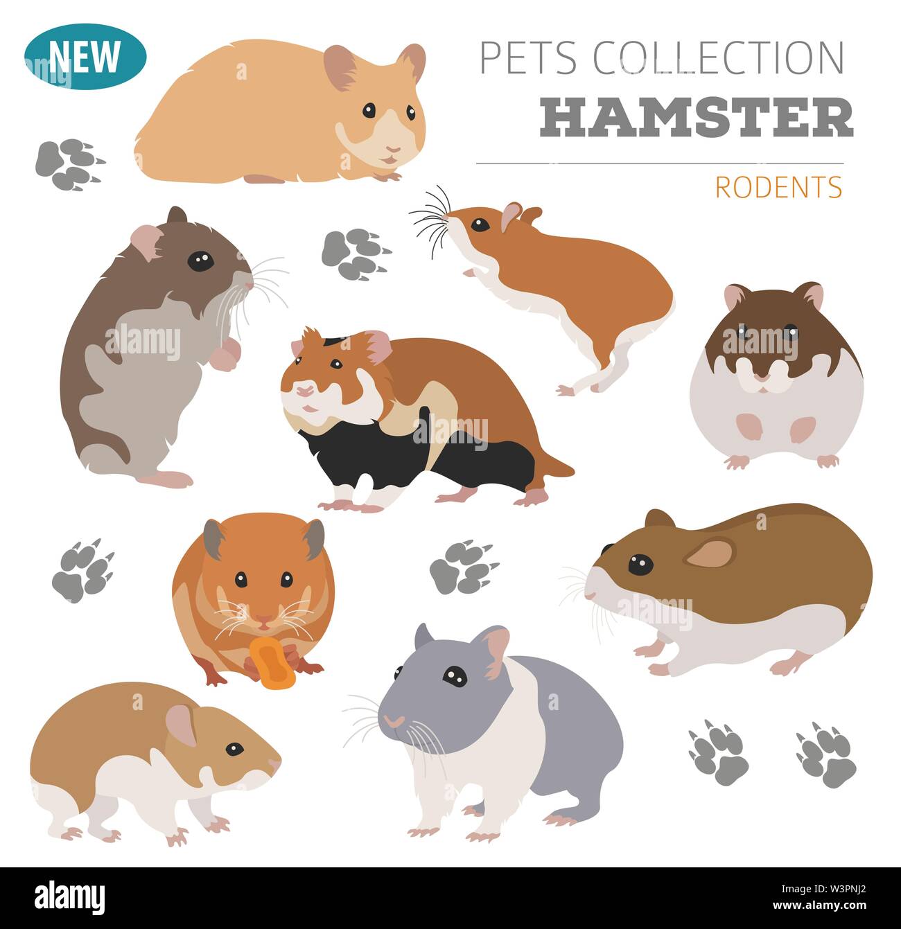 Pet Hamster Breed Information