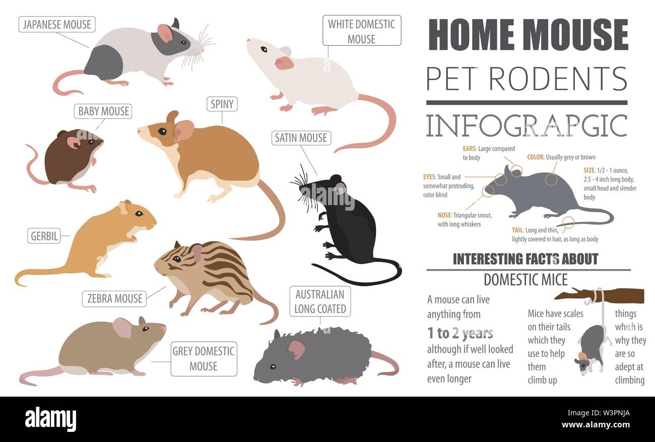 Mice Breeds Icon Set Flat Style Isolated On White Mouse Rodents 