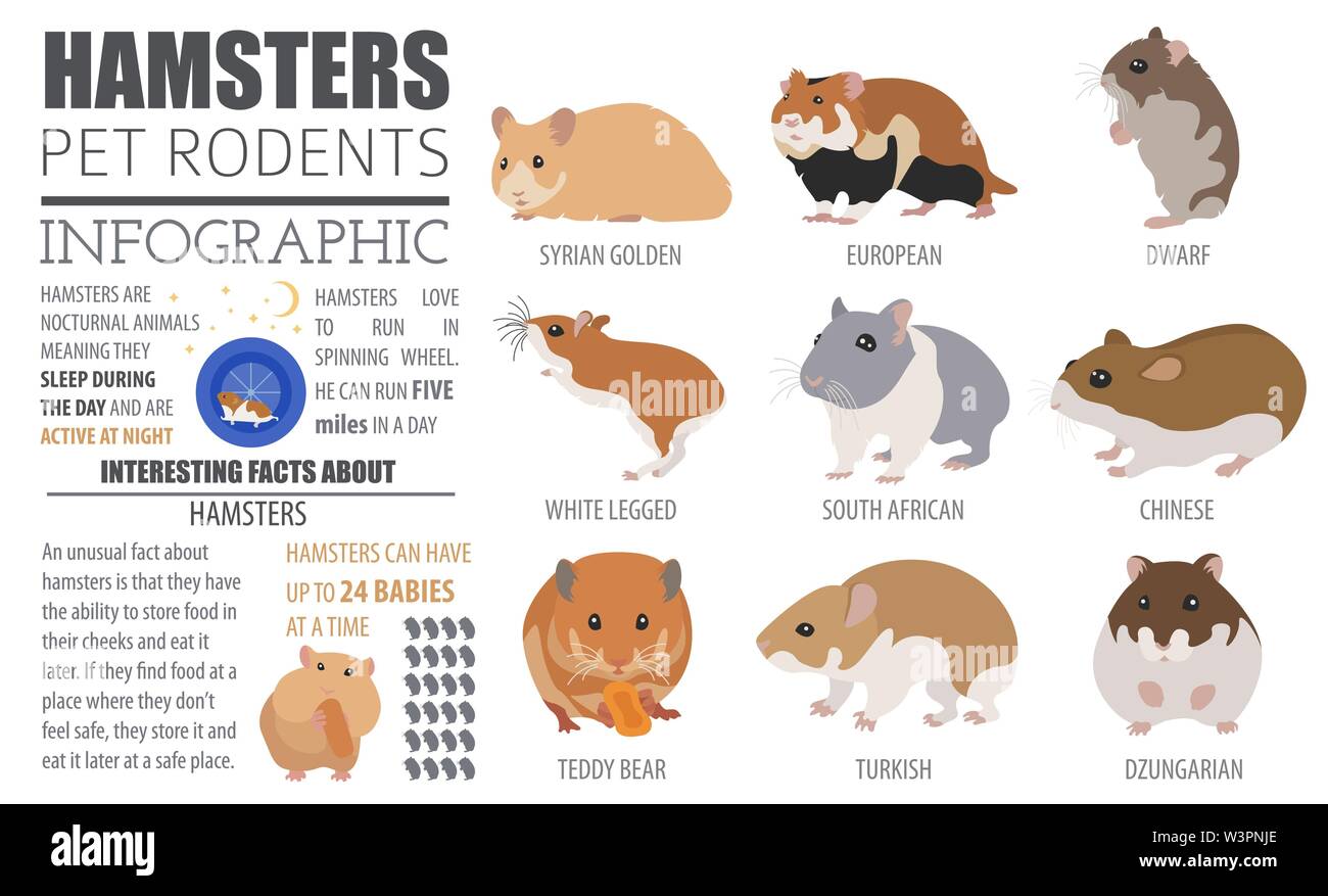 all hamster breeds