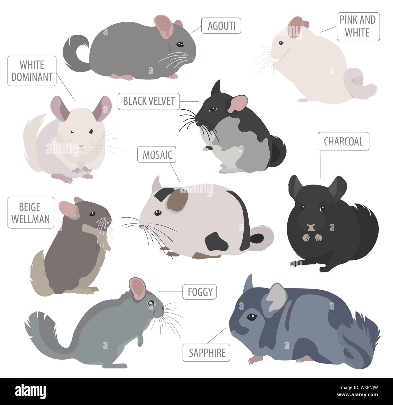 Chinchilla breeds icon set flat style isolated on white. Pet rodents ...
