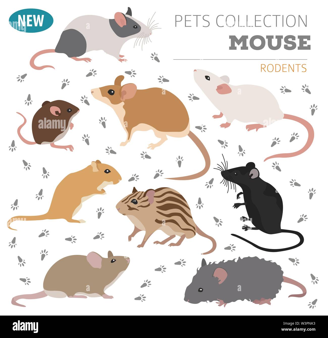 Mice breeds icon set flat style isolated on white. Mouse rodents collection. Create own infographic about pets. Vector illustration Stock Vector
