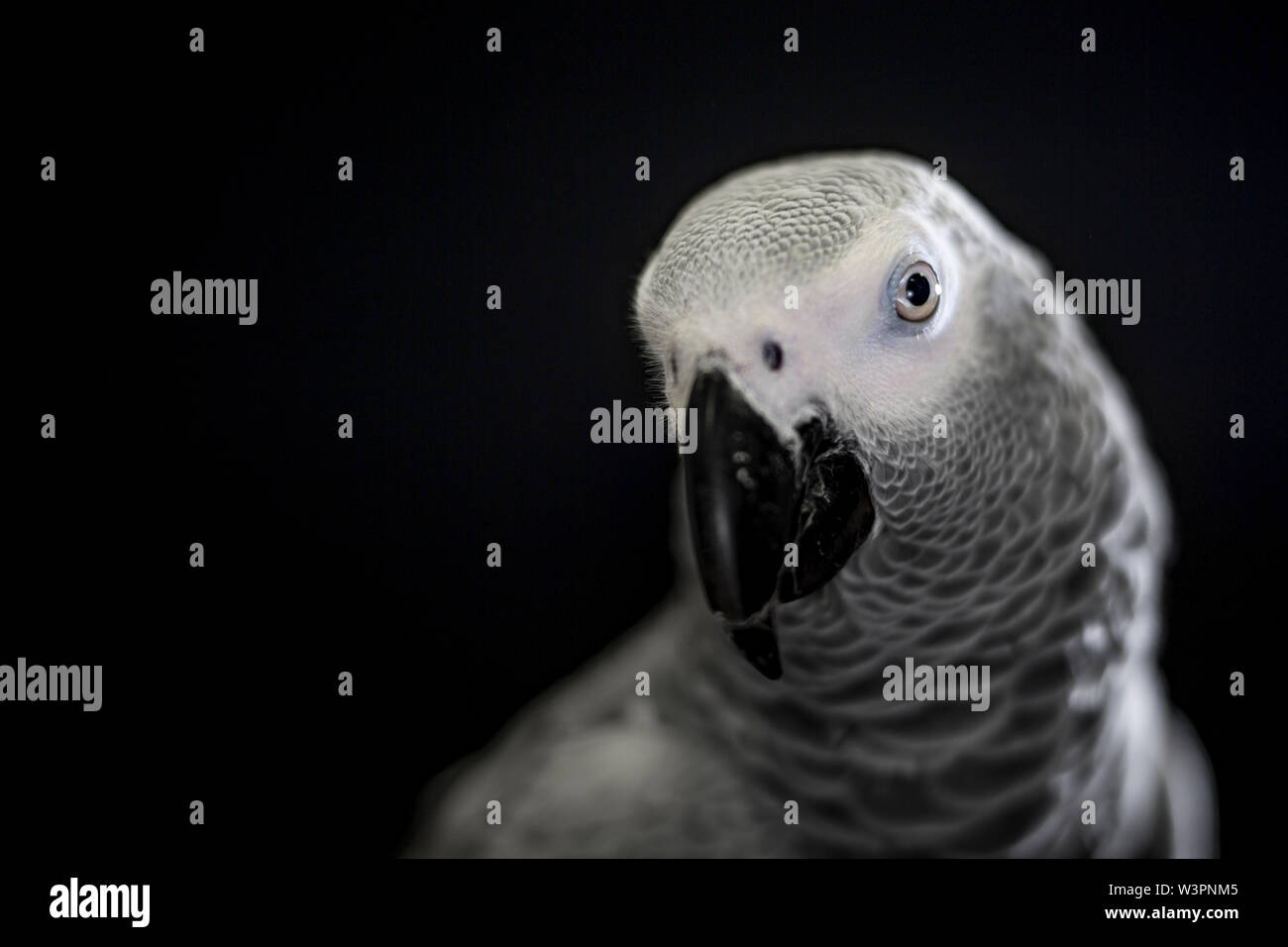 Close up African grey parrot (Psittacus erithacus) head portrait during concentrating on speak by clever repeating talk. Face of intelligent-like bird Stock Photo