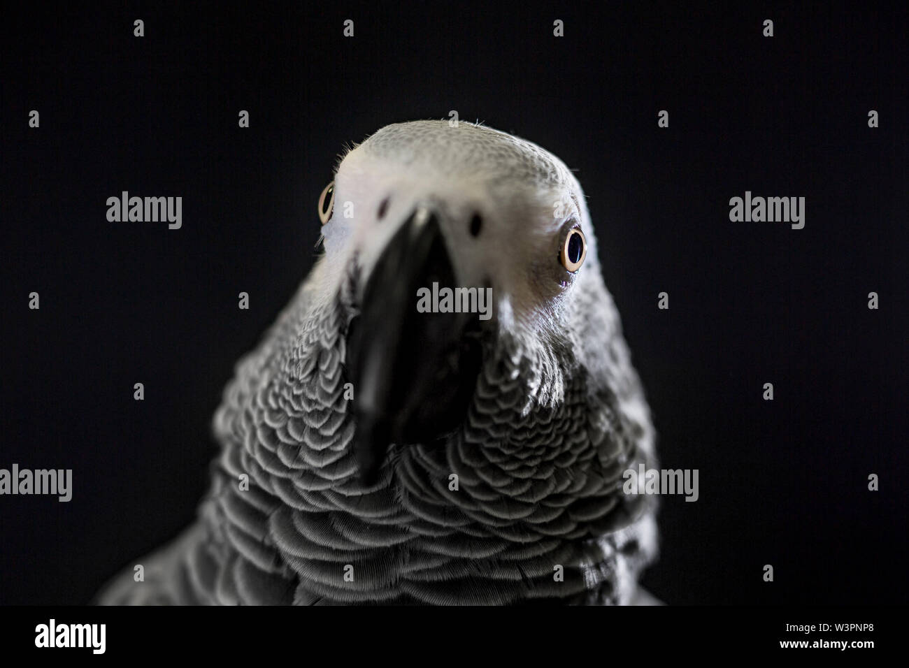 Close up African grey parrot (Psittacus erithacus) head portrait during concentrating on speak by clever repeating talk. Face of intelligent-like bird Stock Photo