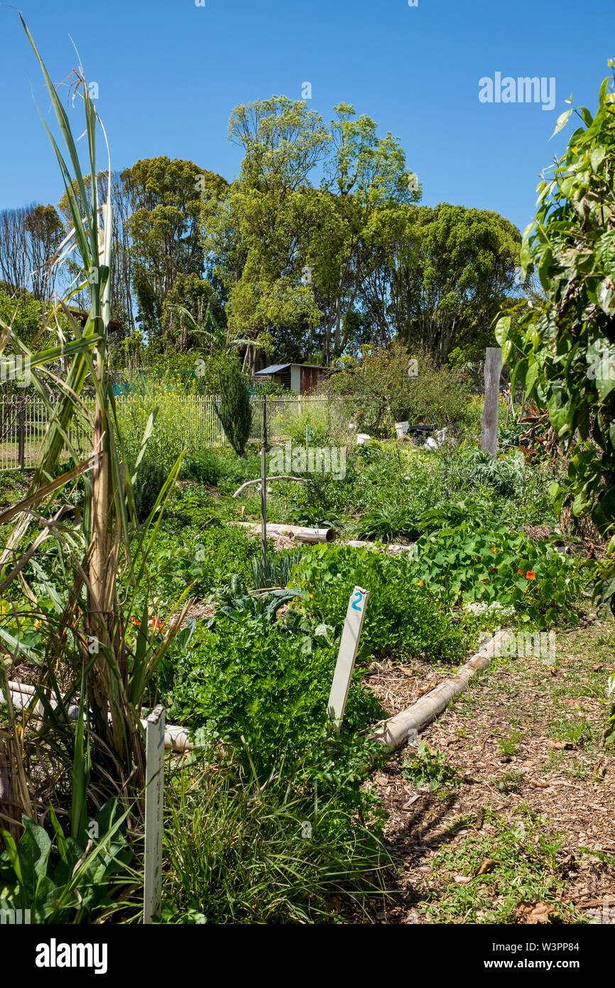 Lush vegetation of Mullumbimby Community Garden, Mullumbimby, NSW