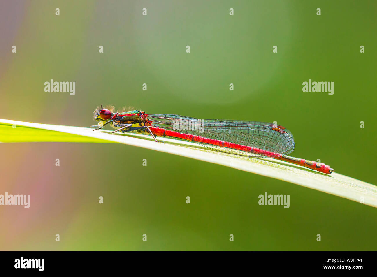 Detail closeup of a large red damselfly Pyrrhosoma nymphula, resting in ...