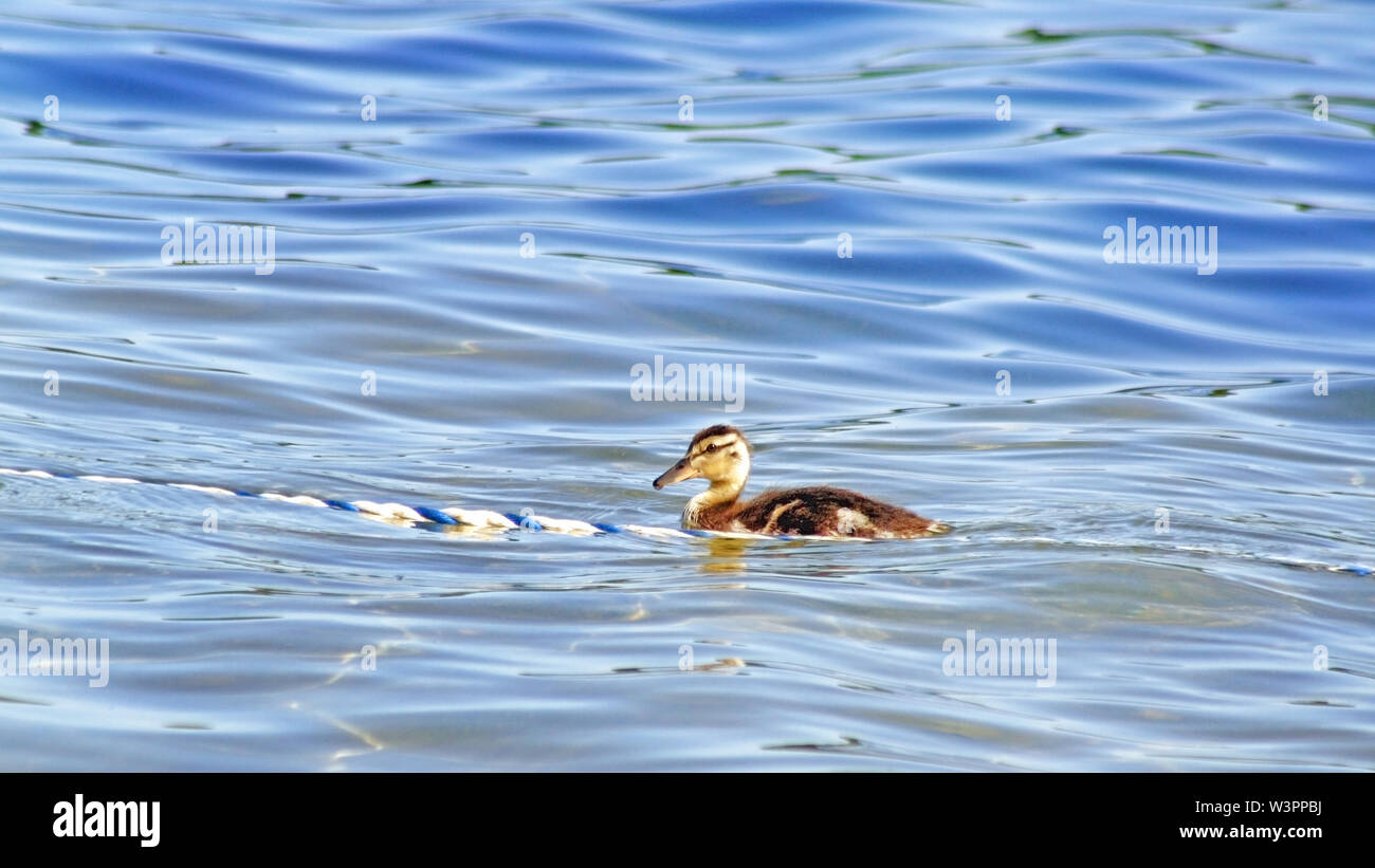 Baby duckling swimming alone beside a blue and white rope on calm lake waters Stock Photo