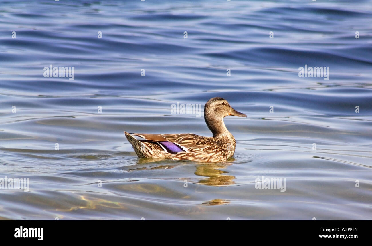 Mallard duck female swimming alone on beautiful calm lake waters Stock Photo