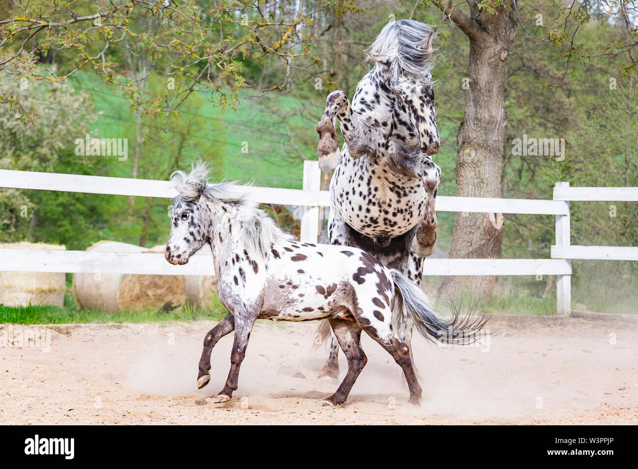 Appaloosa horse rearing hi-res stock photography and images - Alamy