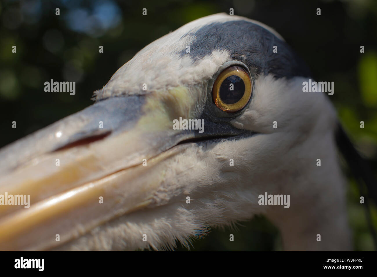 White Black Grey Heron Ardea Cinerea With Long Beak And Big