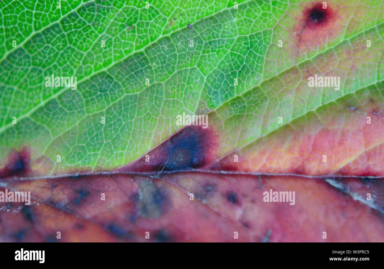 Mycosphaerella fragariae, common spot of strawberry leaf, close up Stock Photo