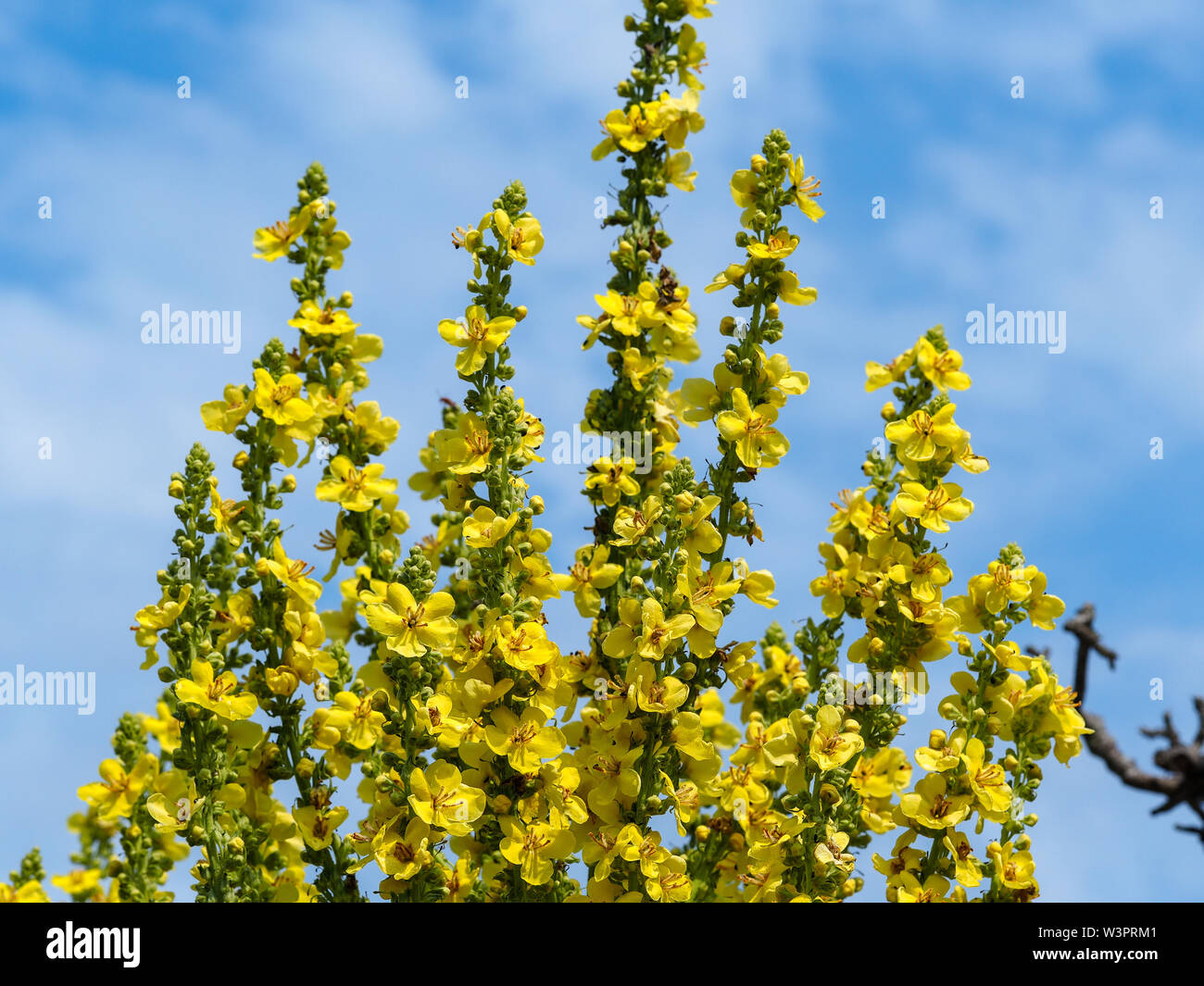 Tall yellow flower spikes of a Verbascum olympicum (Olympian mullein) plant with a blue sky background Stock Photo