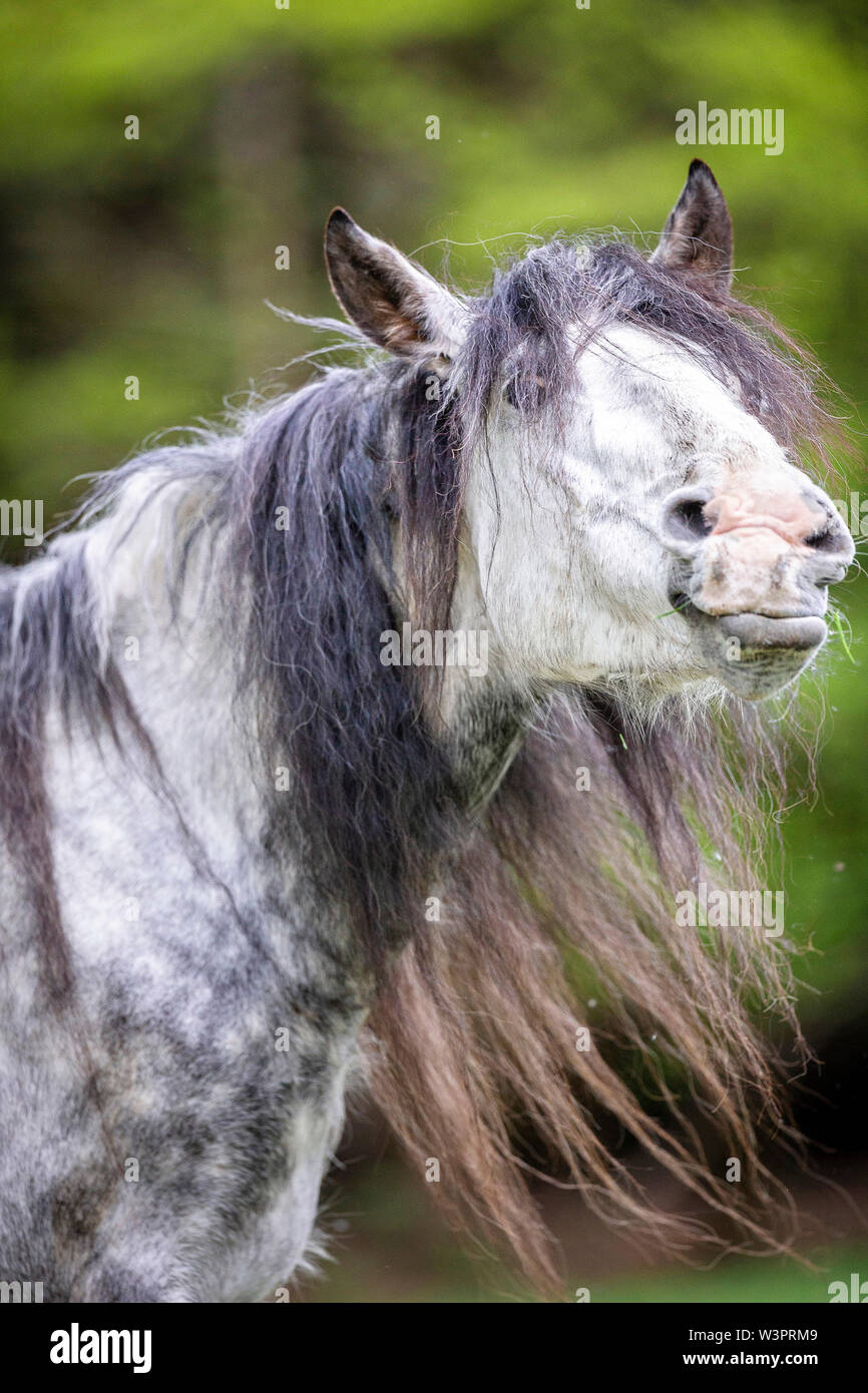 Pure Spanish Horse, Andalusian. Portrait of dappled grey adult in spring. Czech Republic Stock Photo