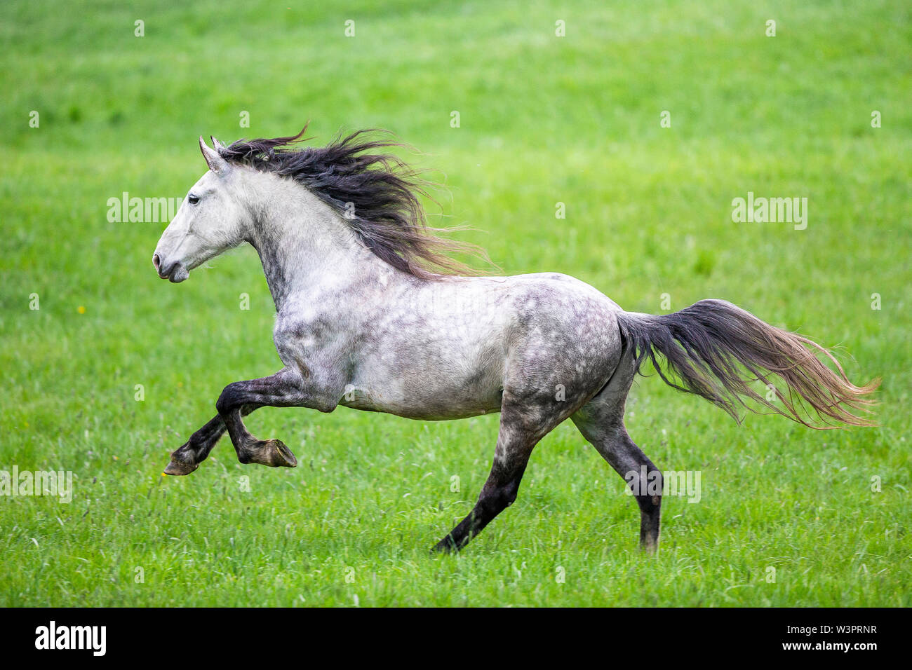 Spring horse best sale for adults