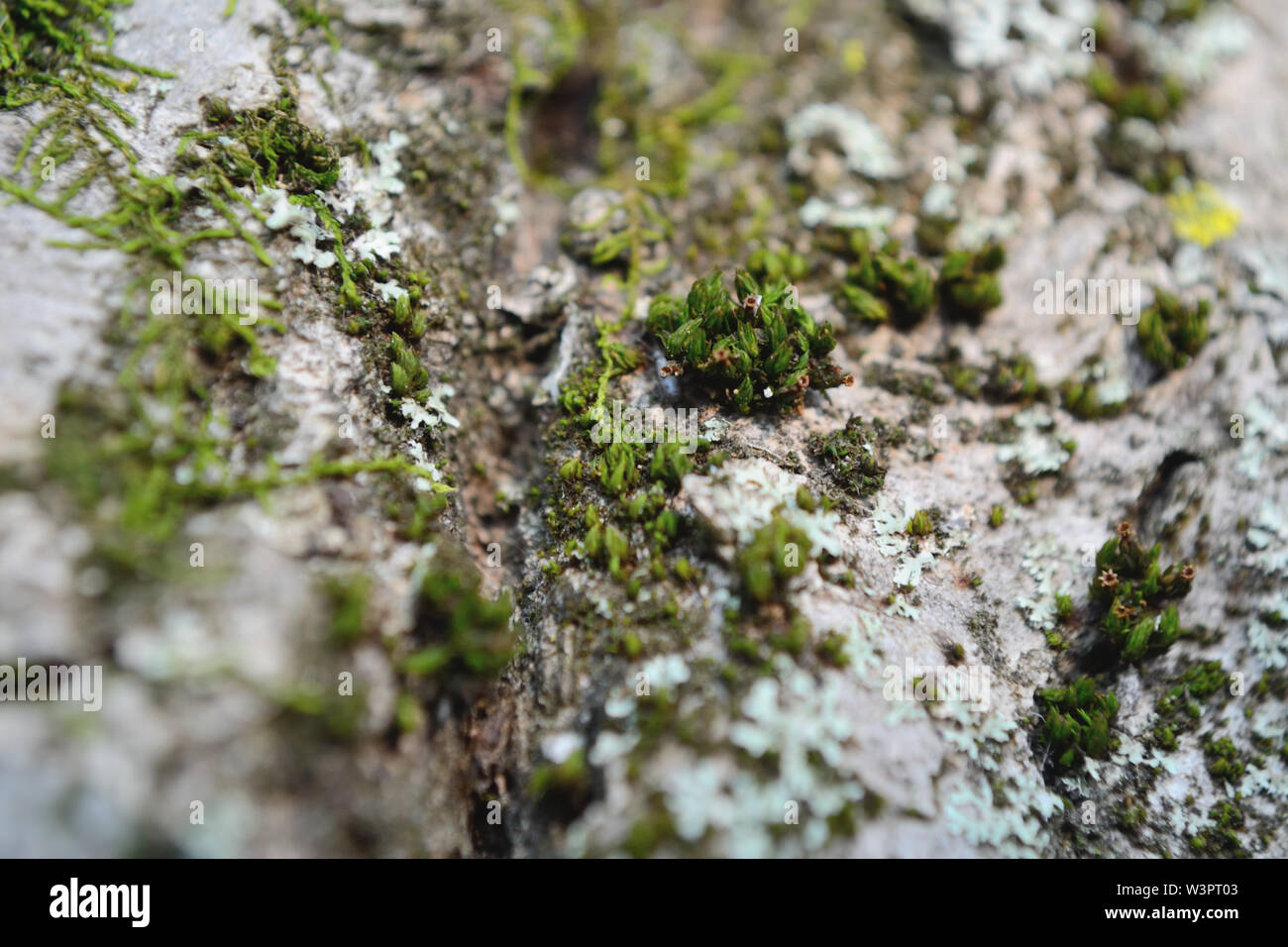 Close  up of moss on old walnut bark Stock Photo