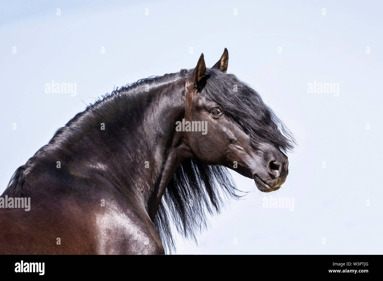 Pure Spanish Horse, Andalusian. Portrait of black stallion. Germany Stock Photo