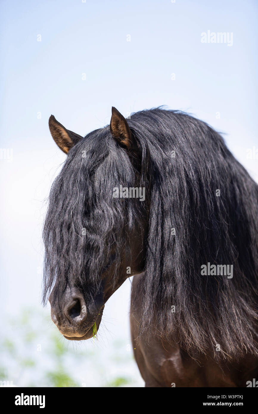 Pure Spanish Horse, Andalusian. Portrait of black stallion. Germany Stock Photo