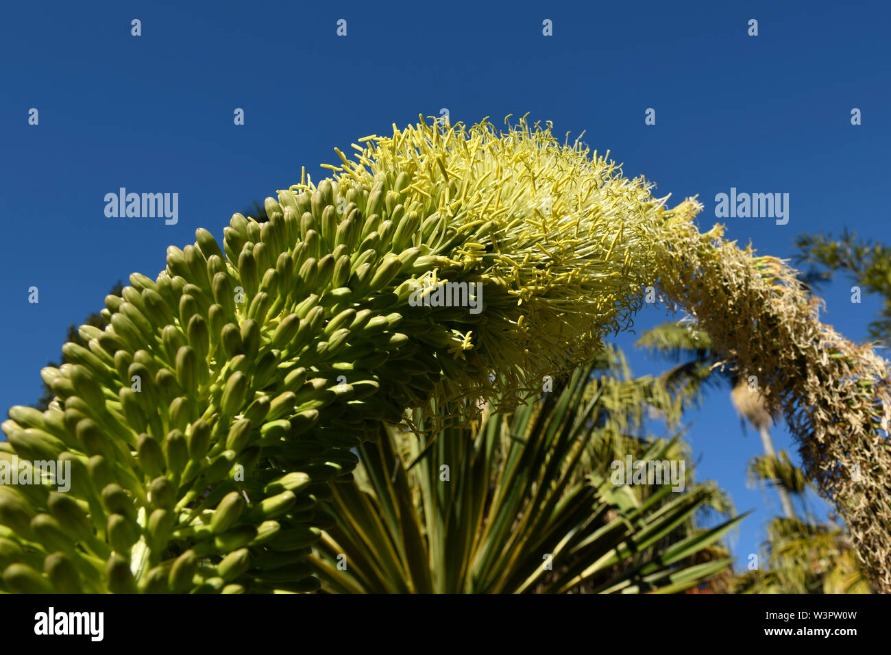 Section of flower spike of Agave attenuata (aka Agawa attenuata), showing hundreds of individual flowers in various stages of opening. Stock Photo