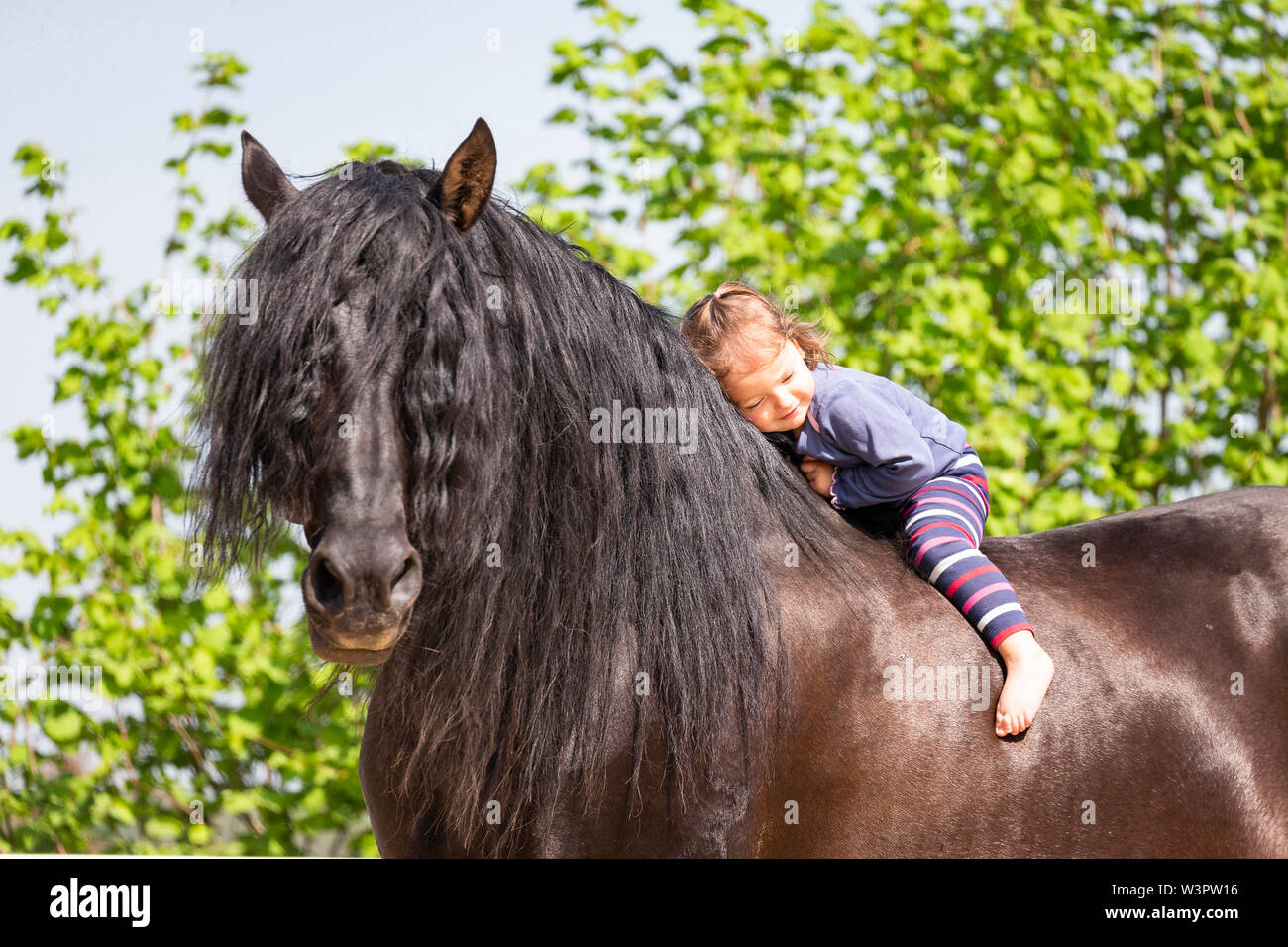 Pure Spanish Horse, Andalusian. Little girl sitting on black stallion. Germany Stock Photo