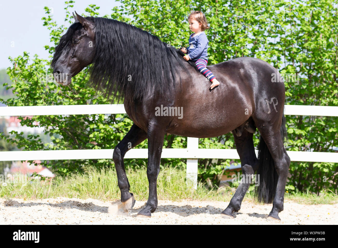 Pure Spanish Horse, Andalusian. Little girl sitting on black stallion. Germany Stock Photo
