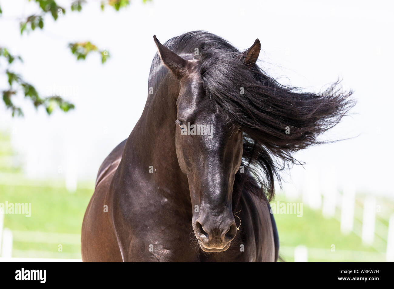 Pure Spanish Horse, Andalusian. Portrait of black stallion with mane flowing. Germany Stock Photo