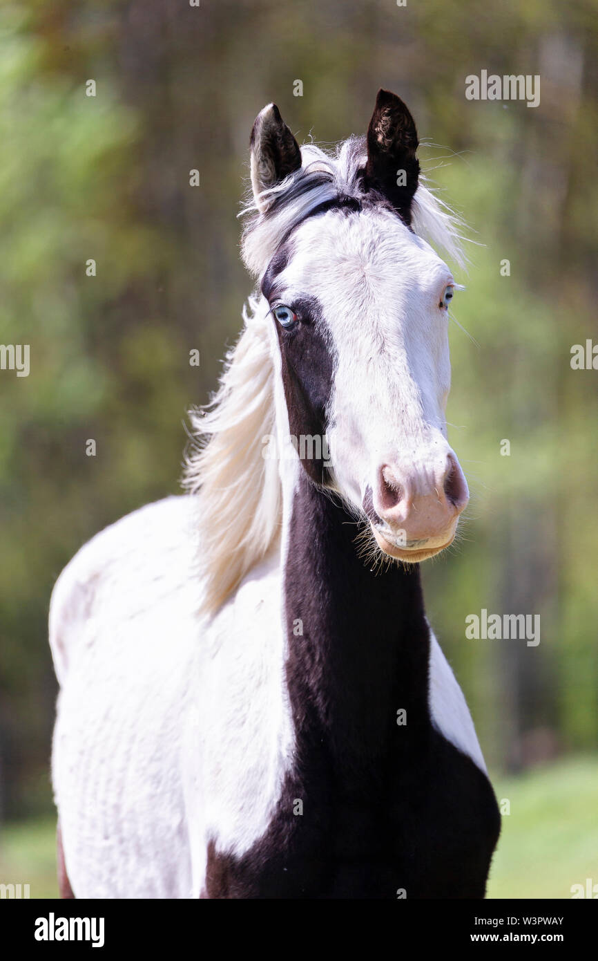 American Paint Horse. Portrait of juvenile stallion on a pasture in