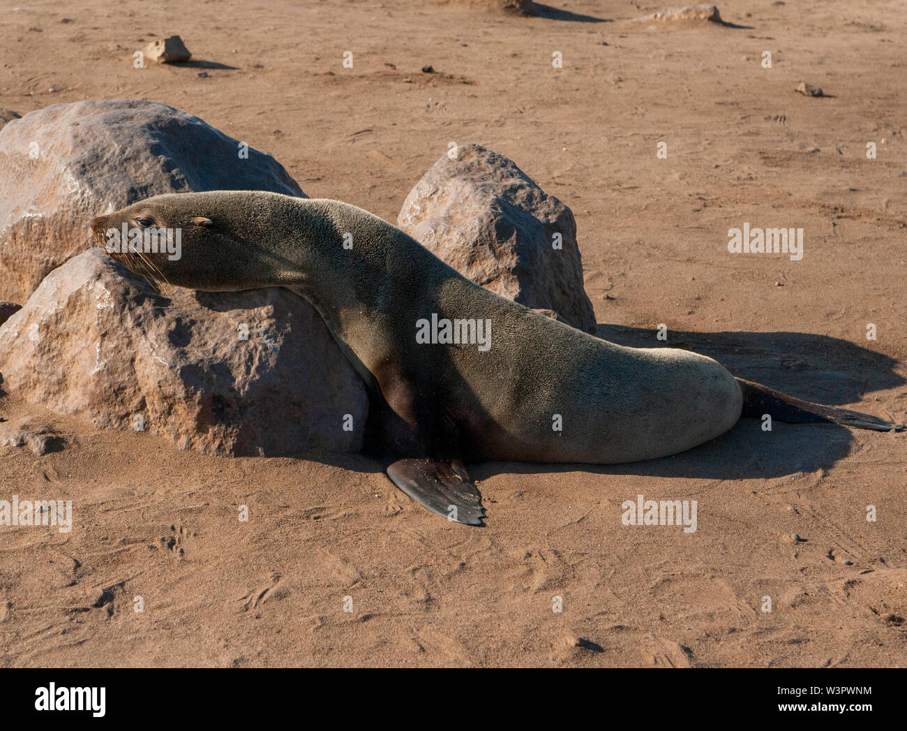 Bull fur seals hi-res stock photography and images - Alamy