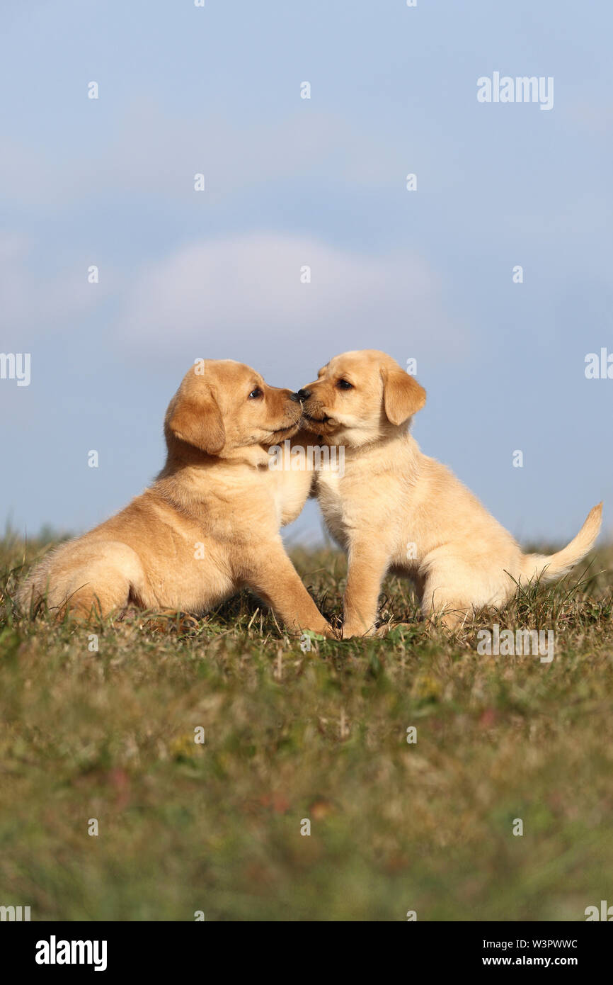 Labrador Retriever. Two blond puppies (6 weeks old) playing on a meadow. Germany Stock Photo