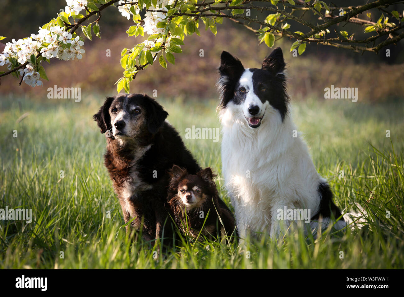 Domestic dog. Three adult dogs sitting in grass. Left to right: Mixed-breed she-dog, Chihuahua and Border Collie. Stock Photo