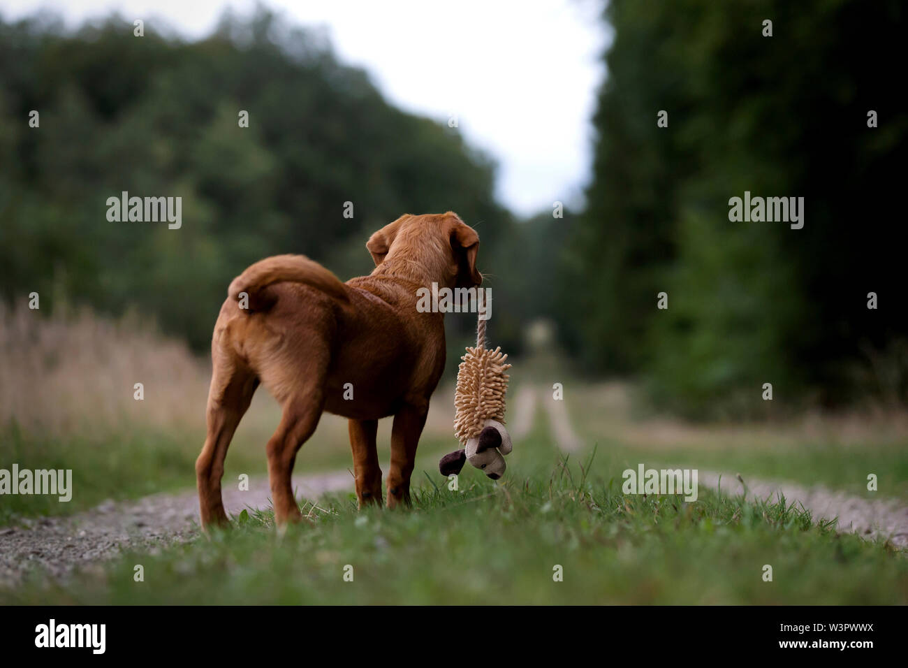 Nova Scotia Duck Tolling Retriever. Puppy (female, 4 month old) standing on a path, with toy mouse in its mouth, seen from behind. Stock Photo