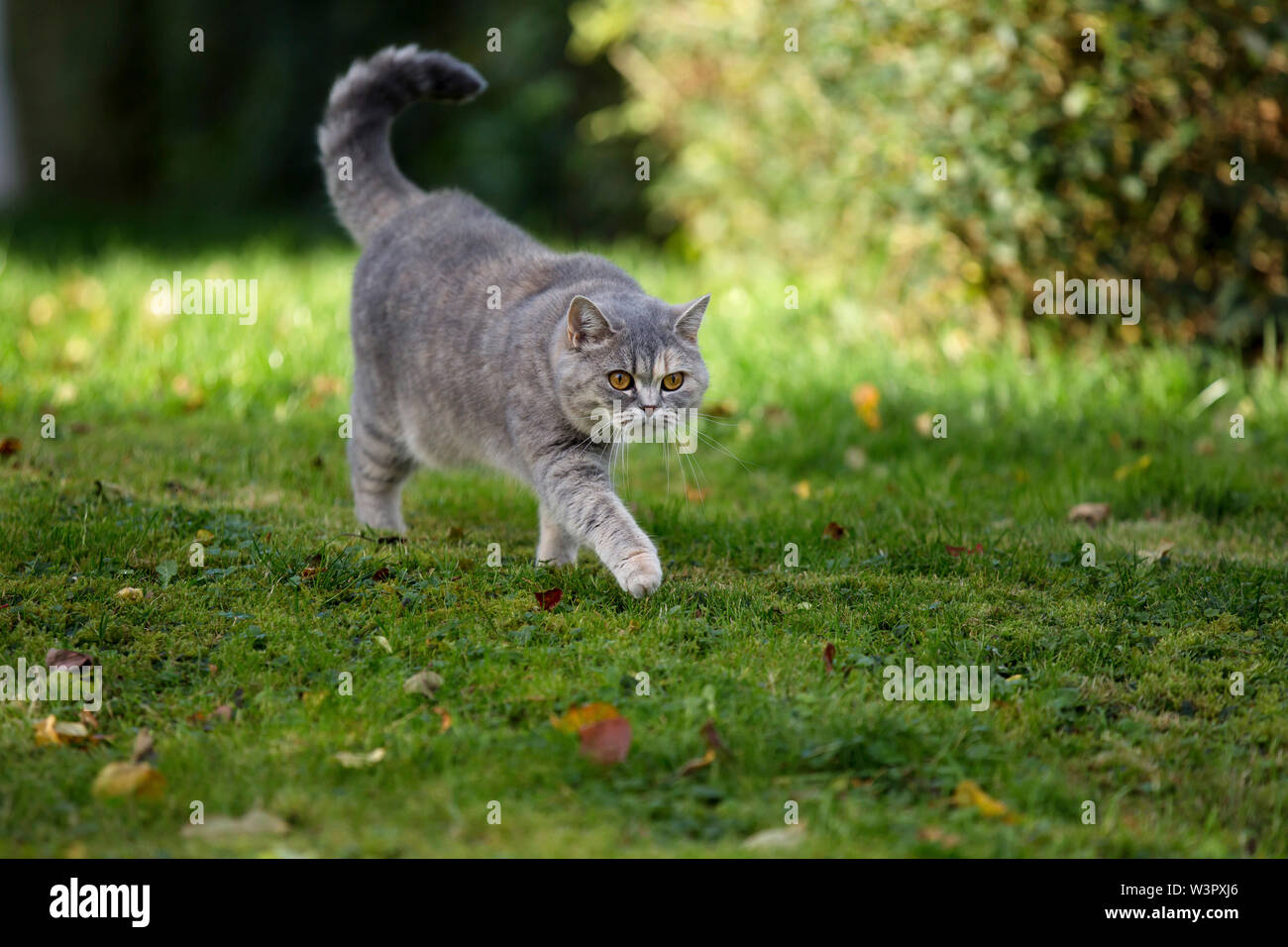 Lilac british shorthair hi-res stock photography and images - Alamy