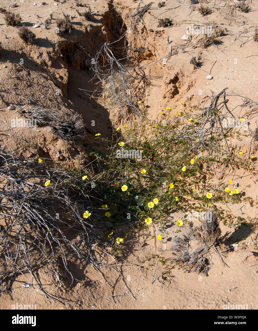 Yellow Mouse-whiskers, (Cleome angustifolia), Cape Cross, Namibia Stock Photo