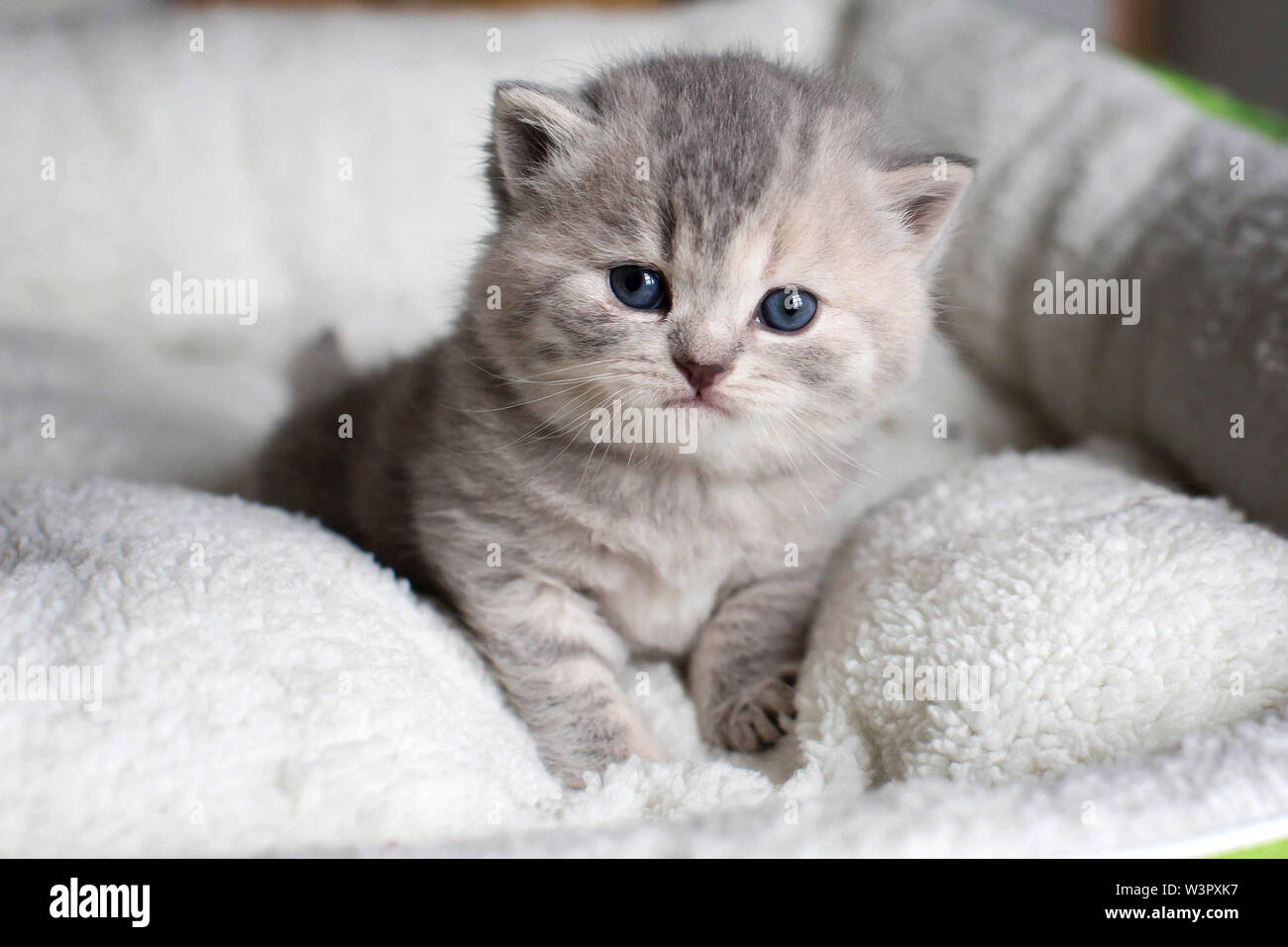 British Shorthair Cat Kitten 4weeks Old Lying On A Blanket Germany Stock Photo Alamy