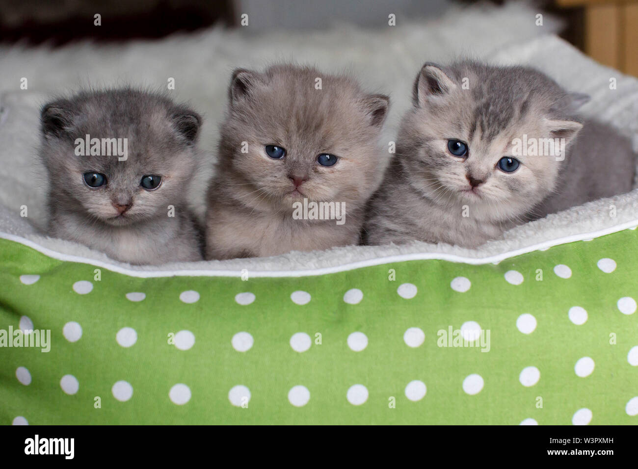British Shorthair Cat. Three kittens (4 weeks old) in a pet bed. Germany Stock Photo