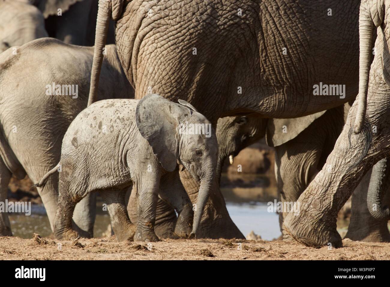 African Elephant Calf, Addo Elephant Park, South Africa Stock Photo