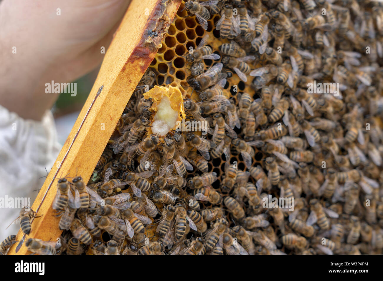 Domestic honey bee hi-res stock photography and images - Alamy