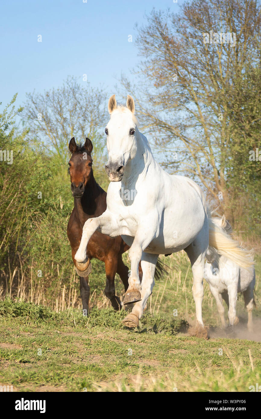 Pure Spanish Horse, Andalusian. Group of mares galloping towards the camera. Germany Stock Photo