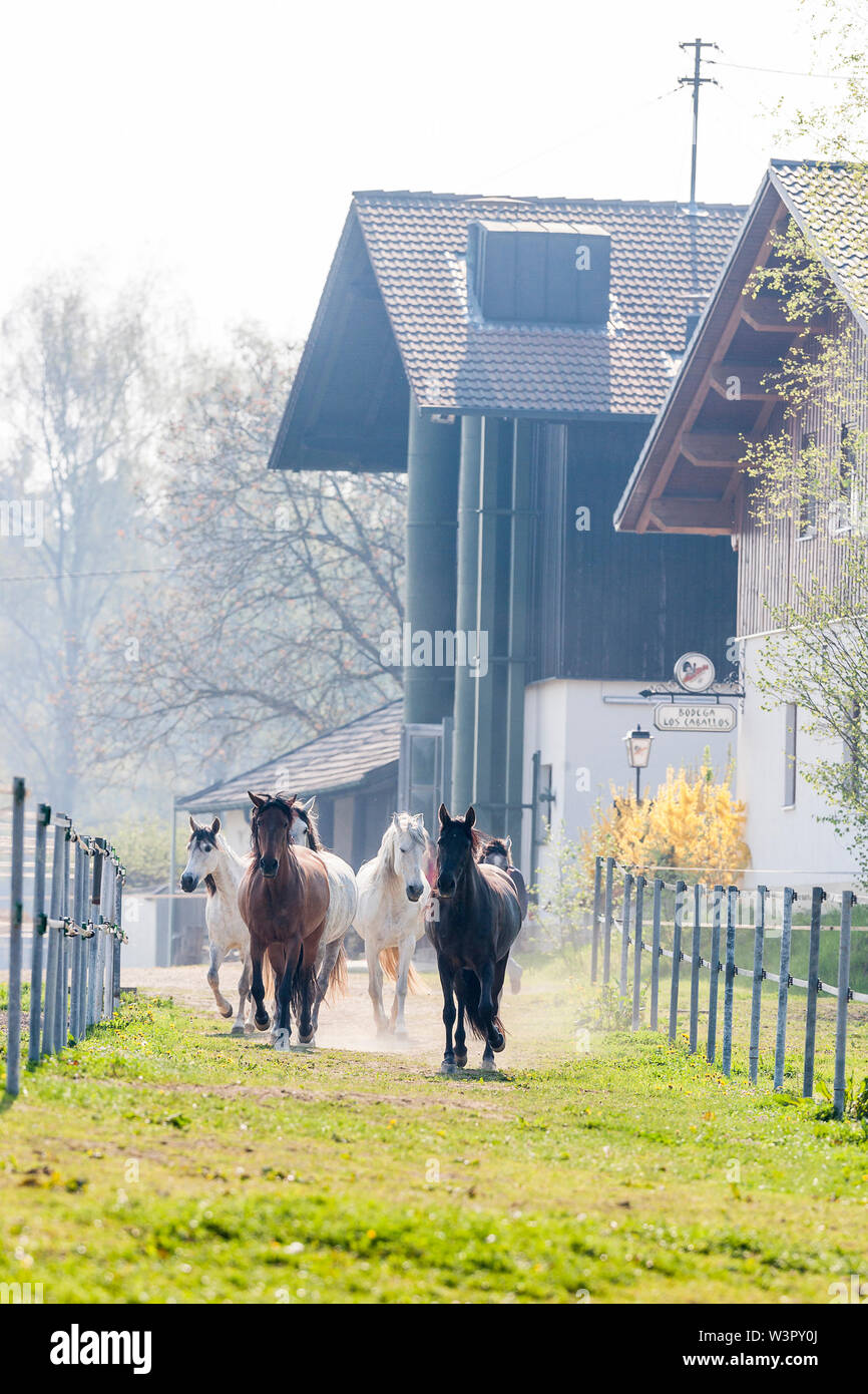 Pure Spanish Horse, Andalusian. Group of mares trotting on a path between two fences. Germany Stock Photo