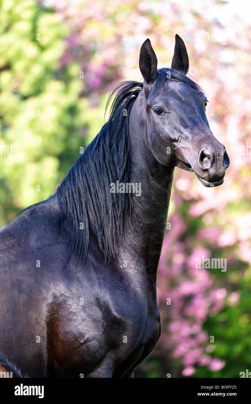 Trakehner. Portrait of black mare. Germany Stock Photo
