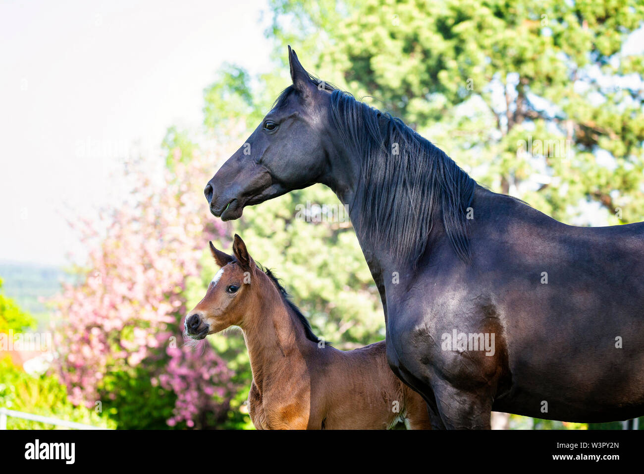 Trakehner. Portrait of black mare with bay foal on a pasture. Germany Stock Photo