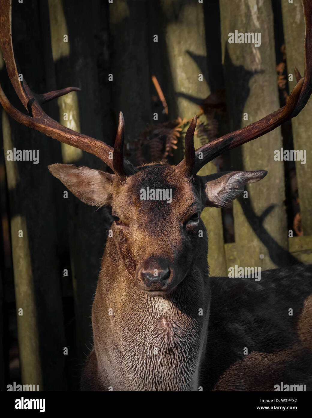 Fallow Deer Buck Stock Photo - Alamy
