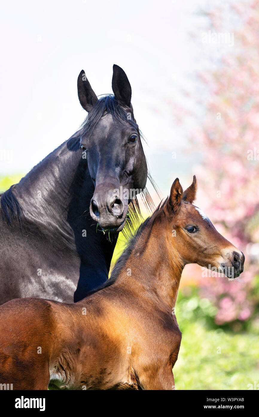 Trakehner. Portrait of black mare with bay foal on a pasture. Germany Stock Photo