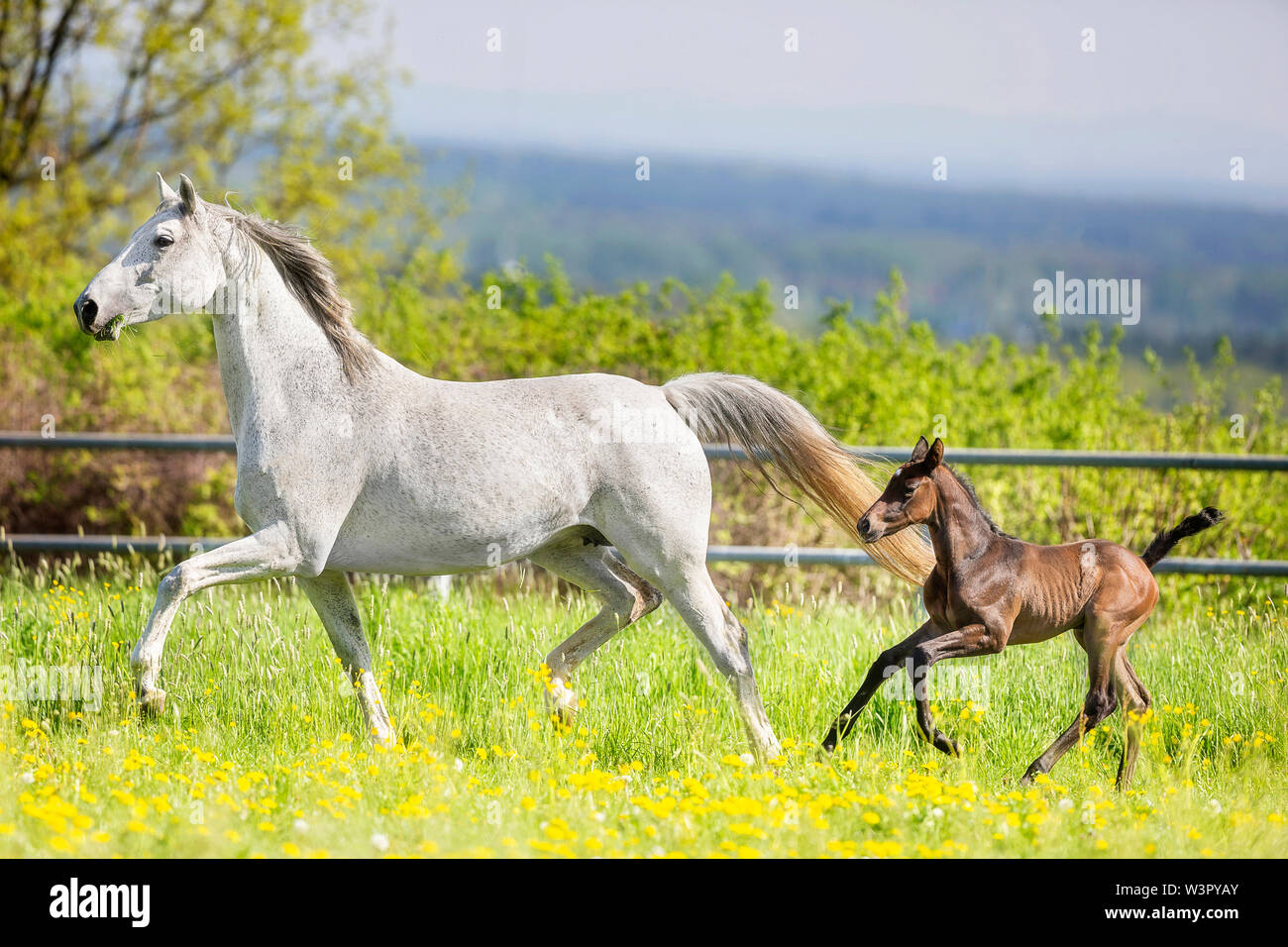 Trakehner. Gray mare with foal trotting on a pasture. Germany Stock Photo