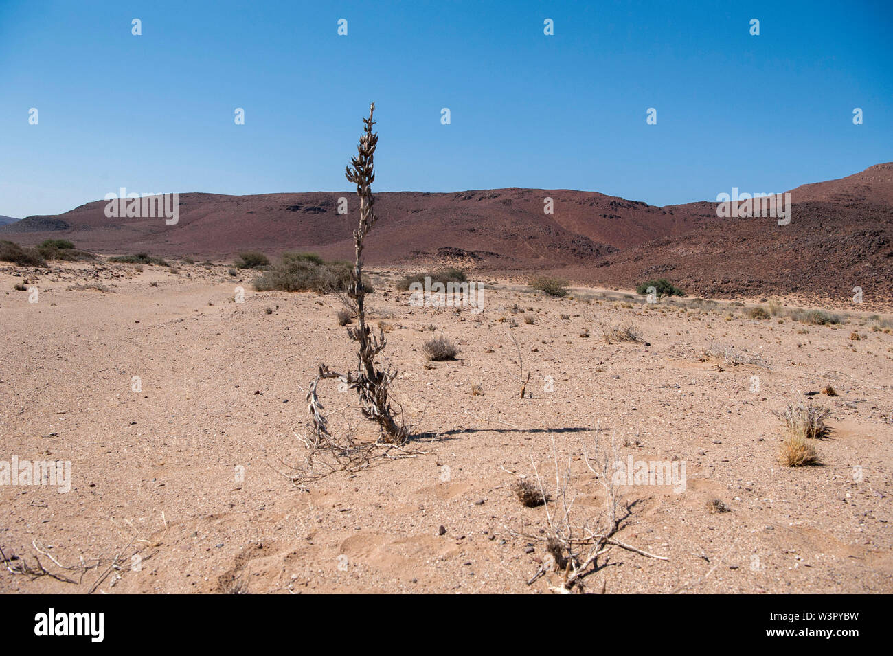 Desert plant survives in the harsh arid Namibian landscape. Skeleton Coast, Namibia Stock Photo